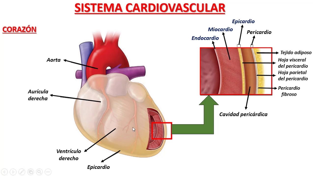 Amiodarona y el manejo de arritmias post-infarto de miocardio